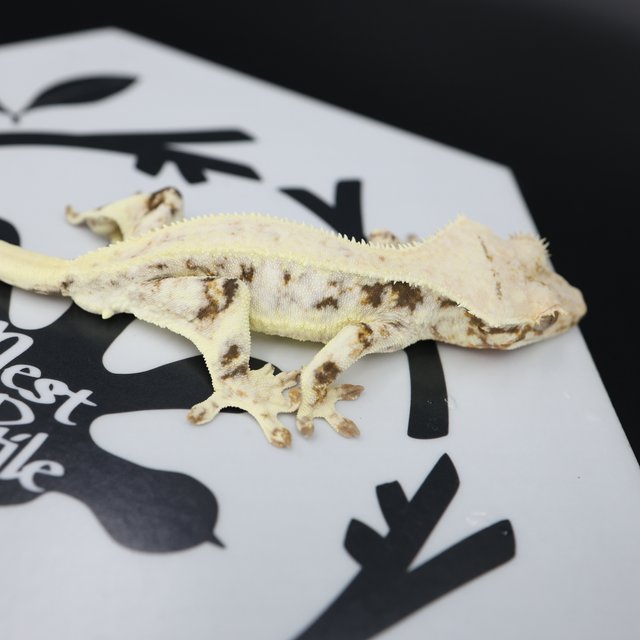 Lilly White Drippy White Spot White Pin Full Pinstripe