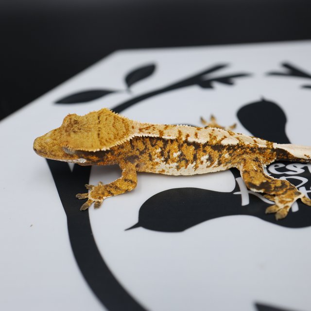 Normal Tri Tangerine White Spot Extreme Harlequin