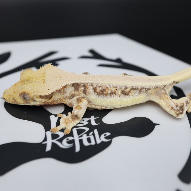 Lilly White Red Drippy White Spot White Pin