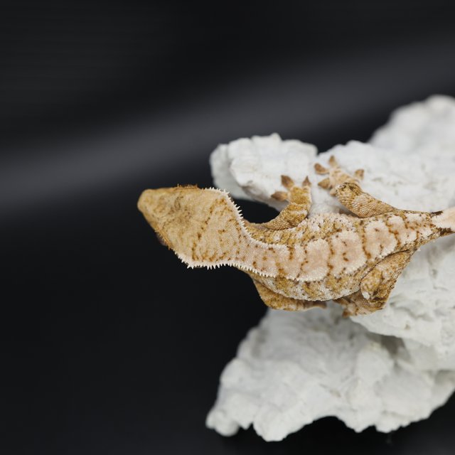 트라이 익스트림할리퀸 화이트스팟 드리피 화이트크라운 화이트핀