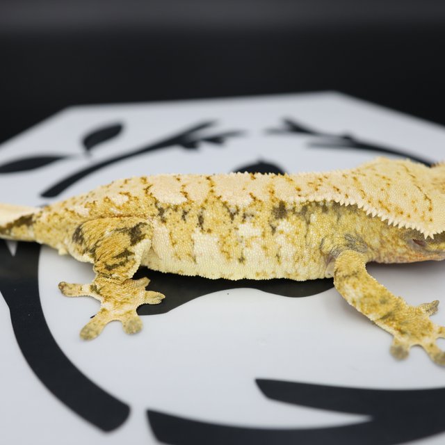 Tri Extreme Harlequin White Pin White Spot Normal