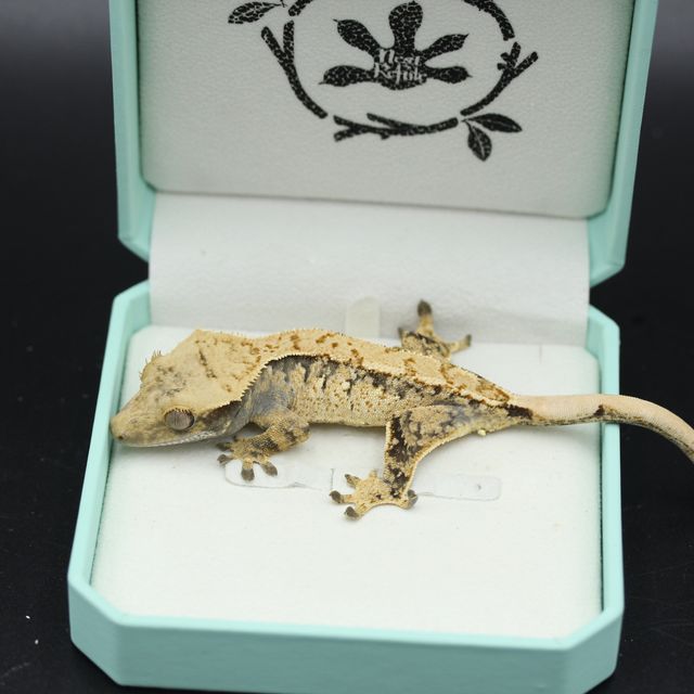 트라이