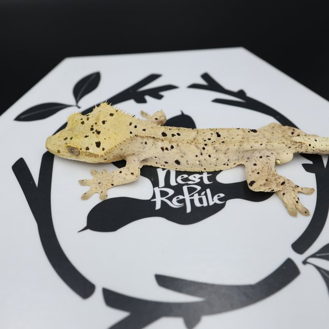 Dalmatian Super Dalmatian Normal