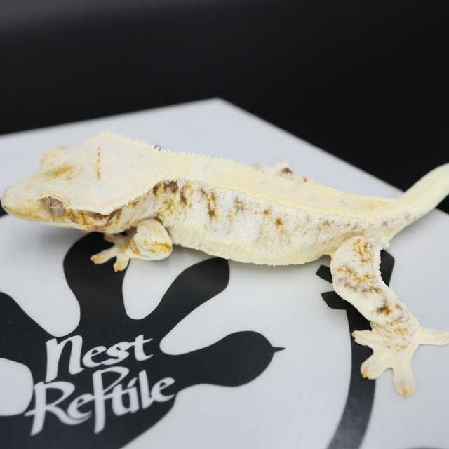 릴리화이트 드리피 솔리드백 화이트스팟 풀핀 화이트핀