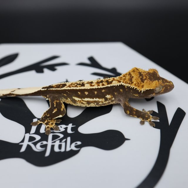 Normal Quad Full Pinstripe Pinstripe White Pin White Spot