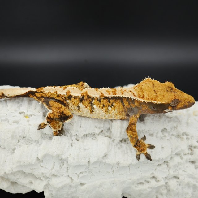 Normal Tri Tangerine White Spot Extreme Harlequin White Pin