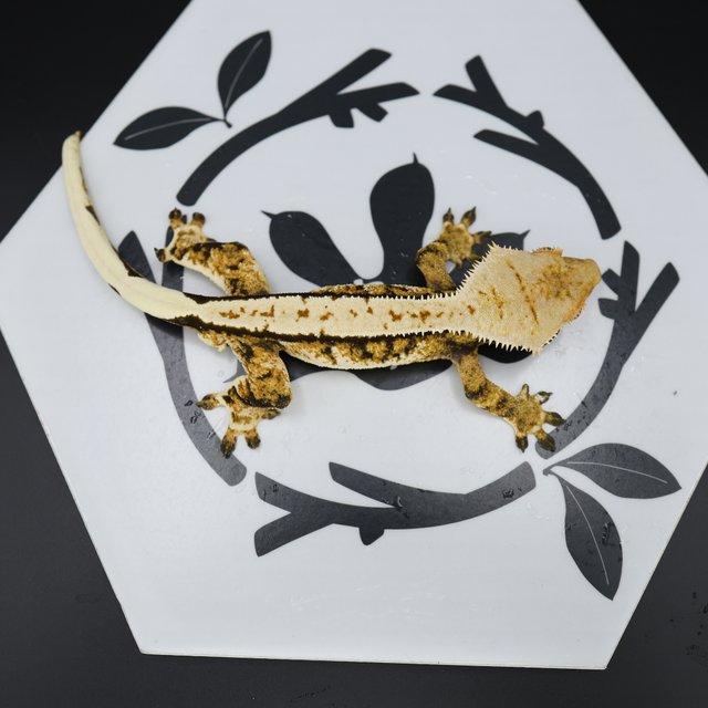 Normal Tri Quad Full Pinstripe Pinstripe