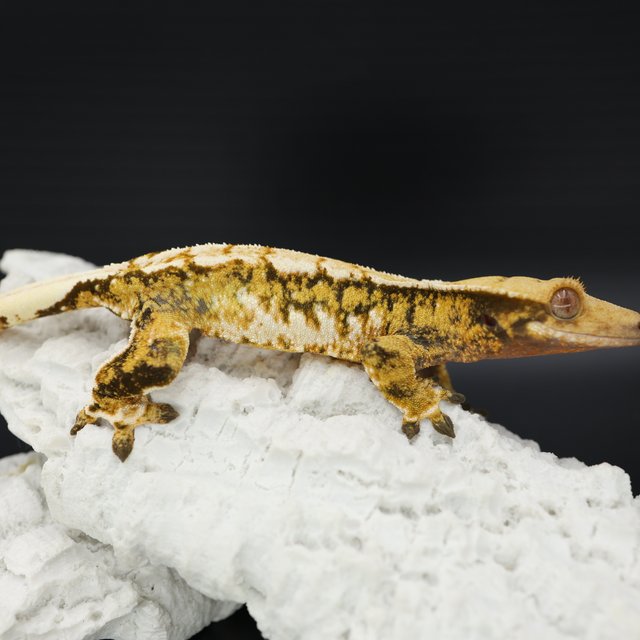 Tangerine Tri Extreme Harlequin White Spot White Crown