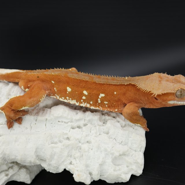 Bi Patternless Phantom Red White Porthole