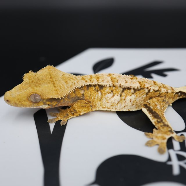 Tri Extreme Harlequin White Pin White Spot Normal