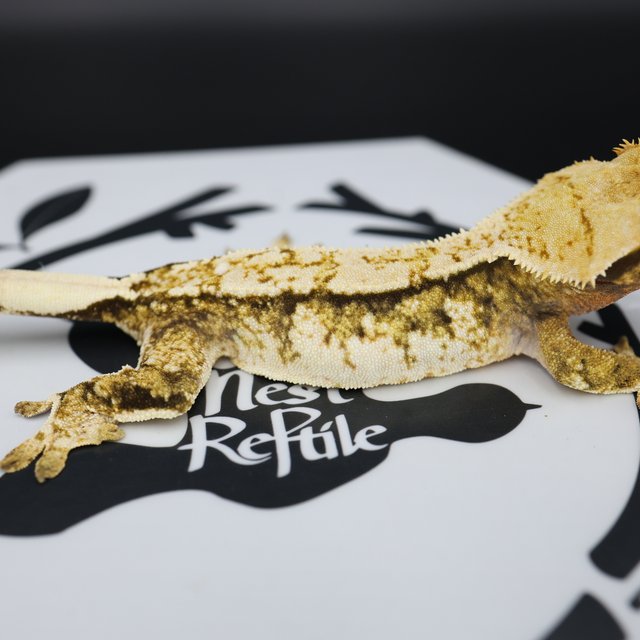 Tri Extreme Harlequin White Pin White Spot Normal