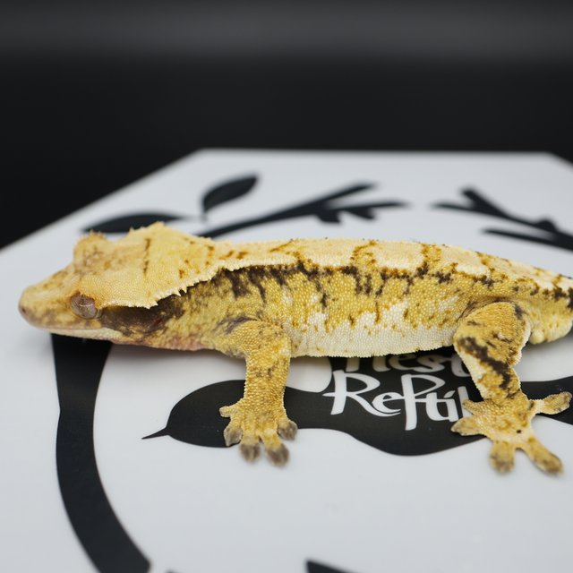 Tri Extreme Harlequin White Pin White Spot Normal