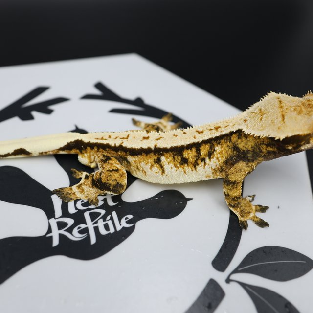 Normal Tri Quad Full Pinstripe Pinstripe