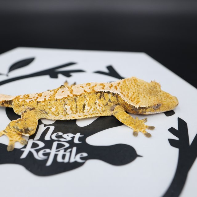 Normal Tri Extreme Harlequin White Spot Solid Back