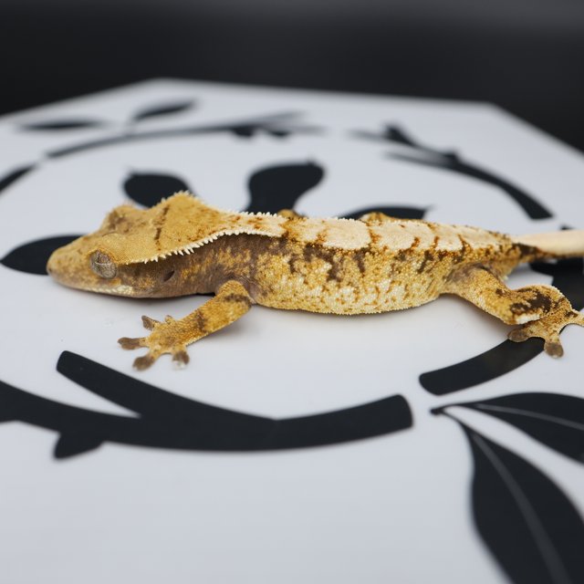 Normal Tri Extreme Harlequin White Spot White Pin