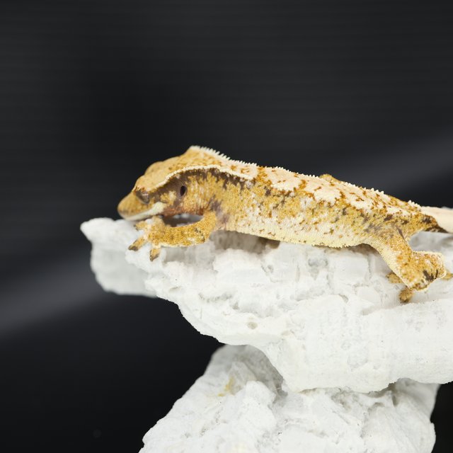 트라이 익스트림할리퀸 화이트핀 화이트스팟 화이트크라운 드리피