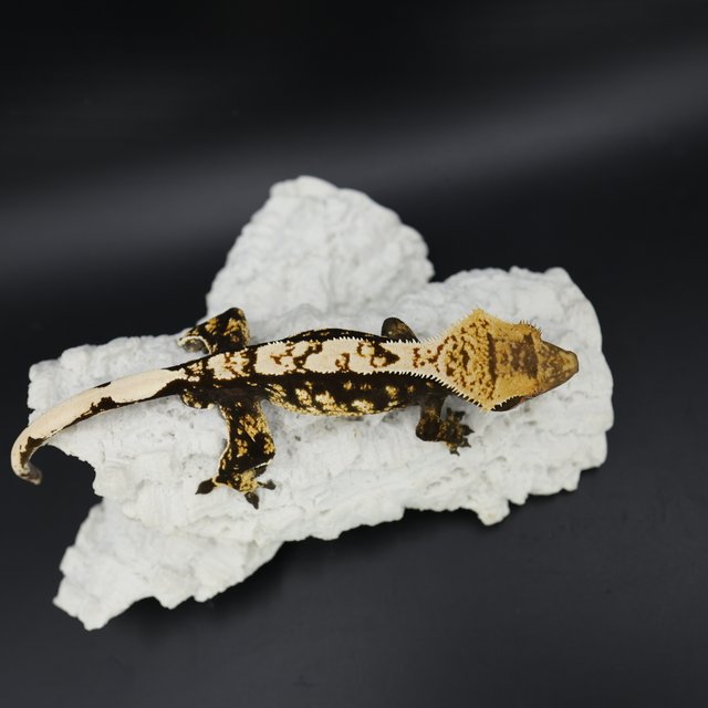 Normal Black White White Spot White Pin White Crown