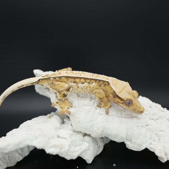 Tangerine Tri Extreme Harlequin Quad White Spot White Pin