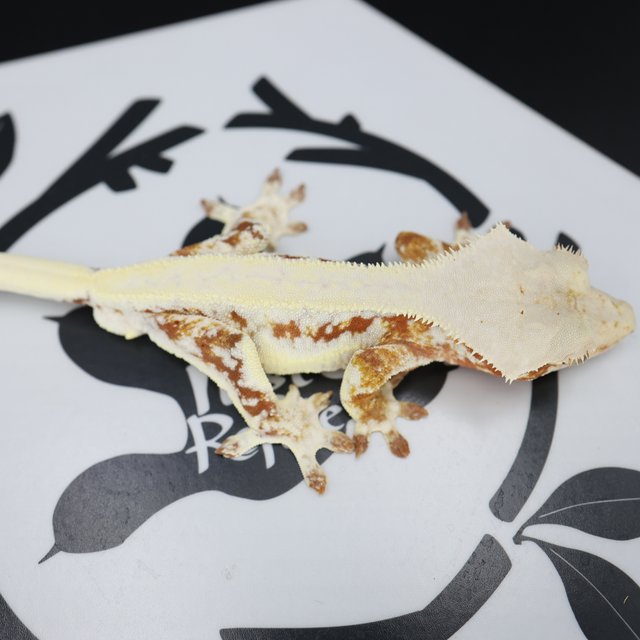 Lilly White Red Drippy Solid Back White Spot Full Pinstripe