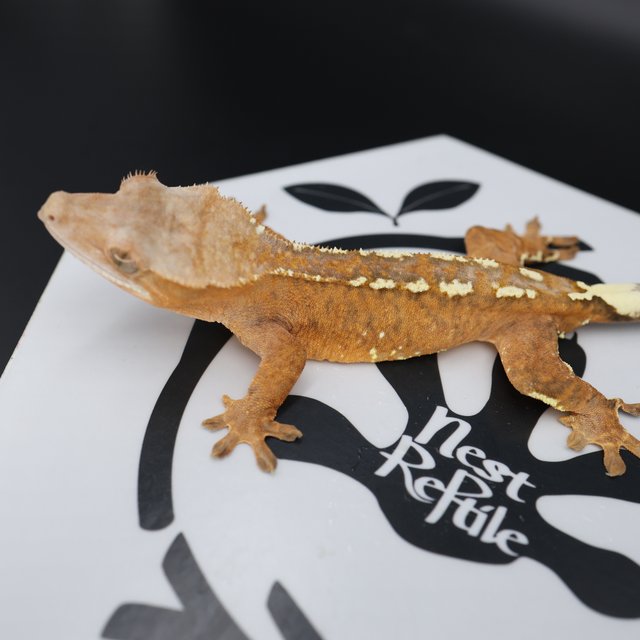 Normal Cappuccino White Pin White Spot Tangerine