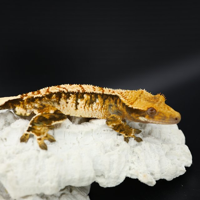 Tangerine Tri Extreme Harlequin White Spot White Crown White Pin