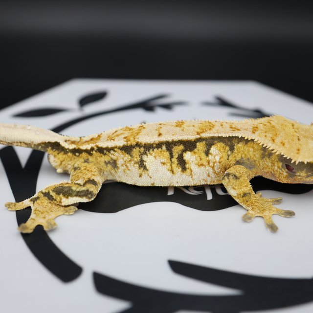 Tri Extreme Harlequin White Pin White Spot Normal