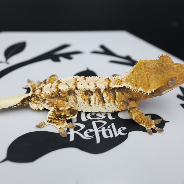 Normal Tri Extreme Harlequin White Spot White Pin Tangerine