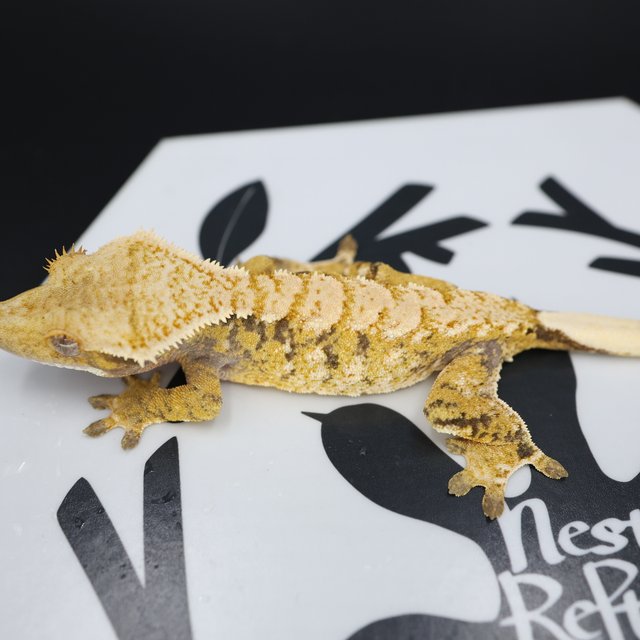 White Spot Extreme Harlequin Tri White Pin Normal