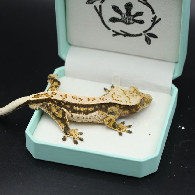 트라이