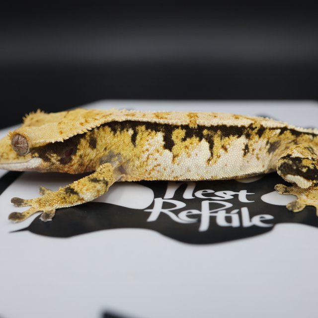 Tri Extreme Harlequin White Pin White Spot Normal