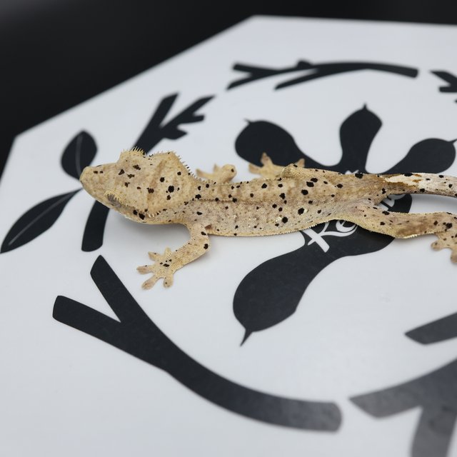 Dalmatian Super Dalmatian Altitude Normal