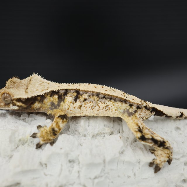 Tri Extreme Harlequin Quad Drippy White Spot White Crown