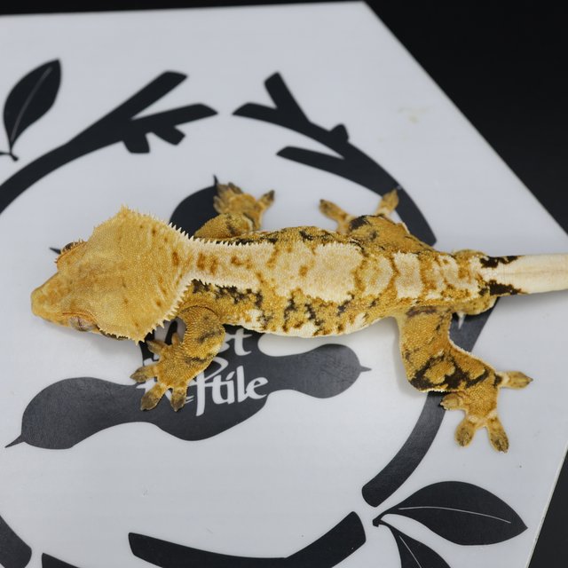 Tri Extreme Harlequin White Pin Normal