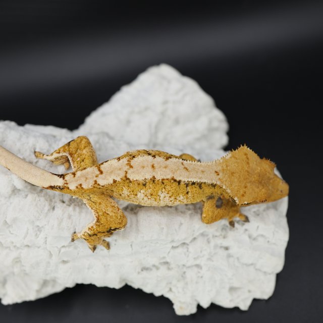 트라이 익스트림할리퀸 텐저린 화이트스팟 드리피