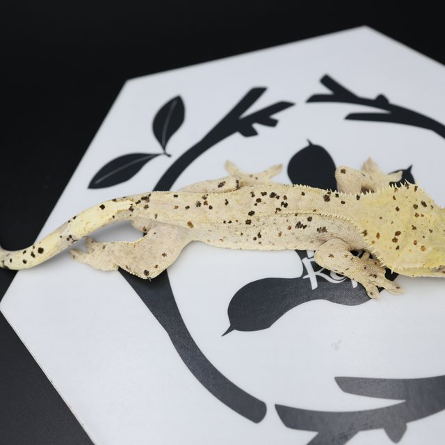 Dalmatian Super Dalmatian Altitude Normal