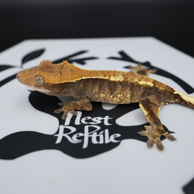 Normal Cappuccino White Pin Extreme Harlequin White Spot