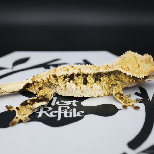 Tri Extreme Harlequin White Pin White Spot Normal