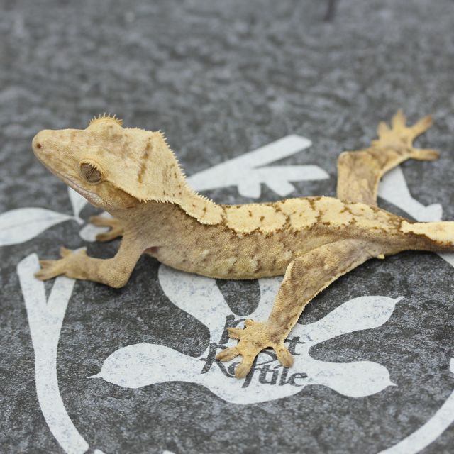 크림 옐로우