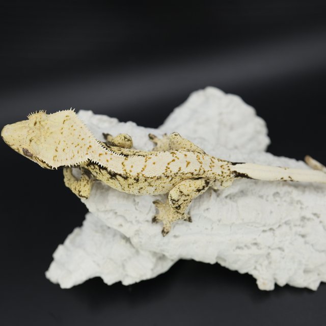 Tri White Pin Normal Drippy White Spot White Crown