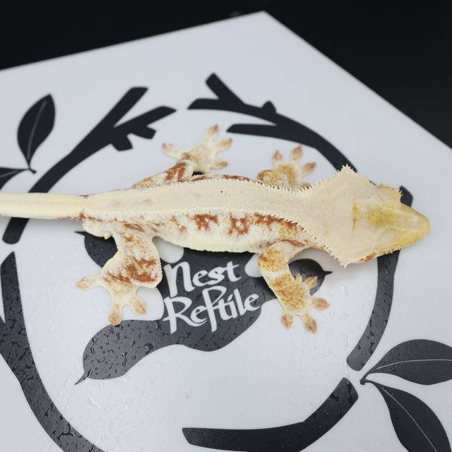 Lilly White Drippy Solid Back White Spot White Pin Red