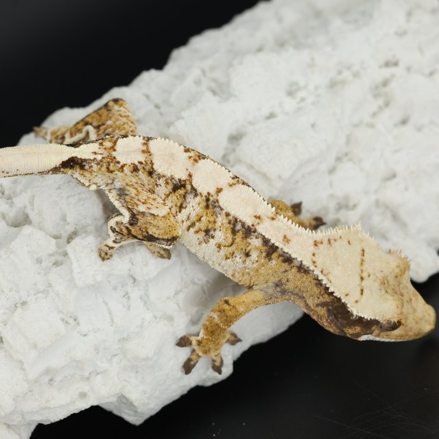 Normal Tri Drippy White Spot Extreme Harlequin White Pin