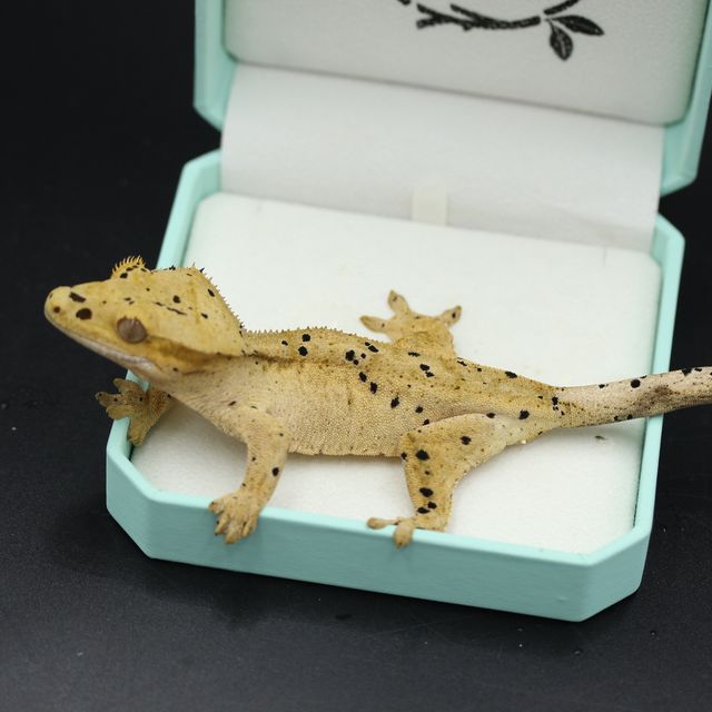 슈퍼달마시안