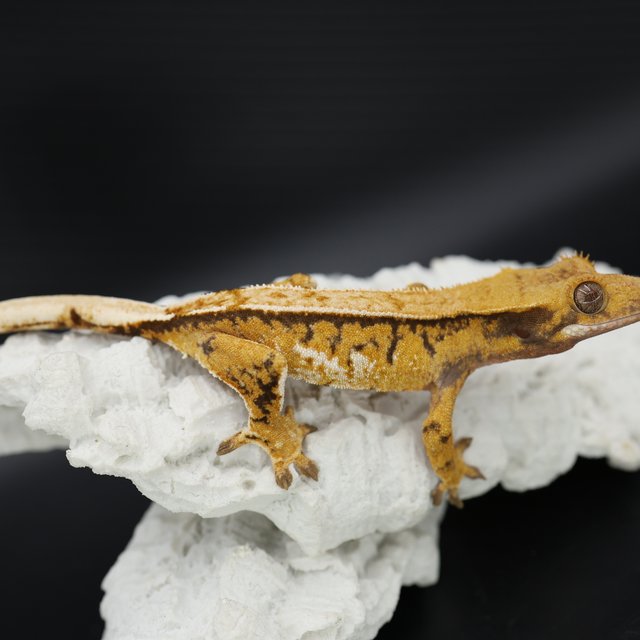 트라이 익스트림할리퀸 화이트스팟 화이트핀 텐저린