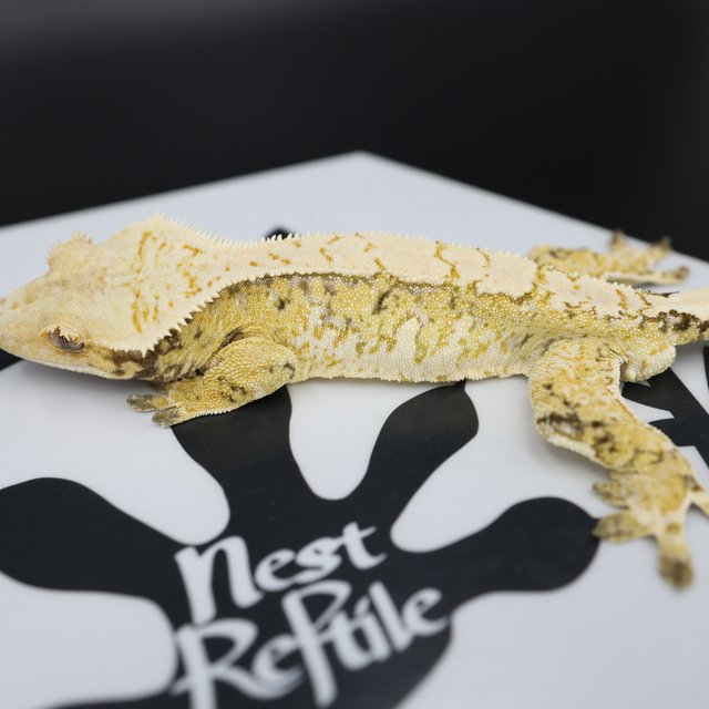 Tri Extreme Harlequin White Pin White Spot Normal