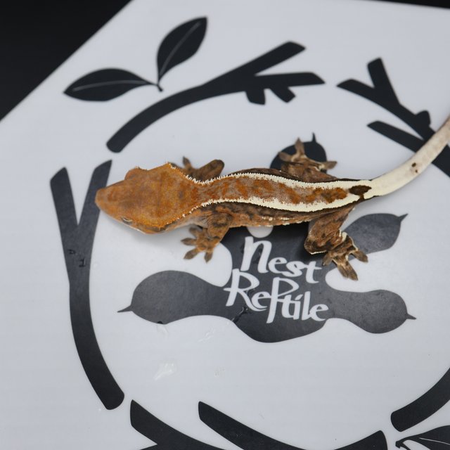 Cappuccino Normal White Spot White Pin Full Pinstripe