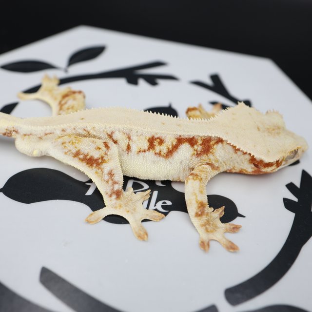 Lilly White Red Drippy Solid Back White Spot Full Pinstripe