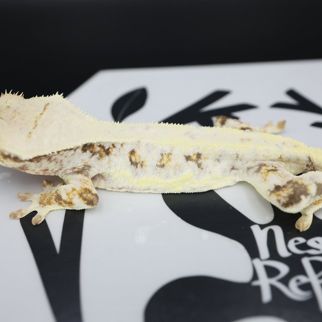 릴리화이트 드리피 화이트스팟 화이트핀