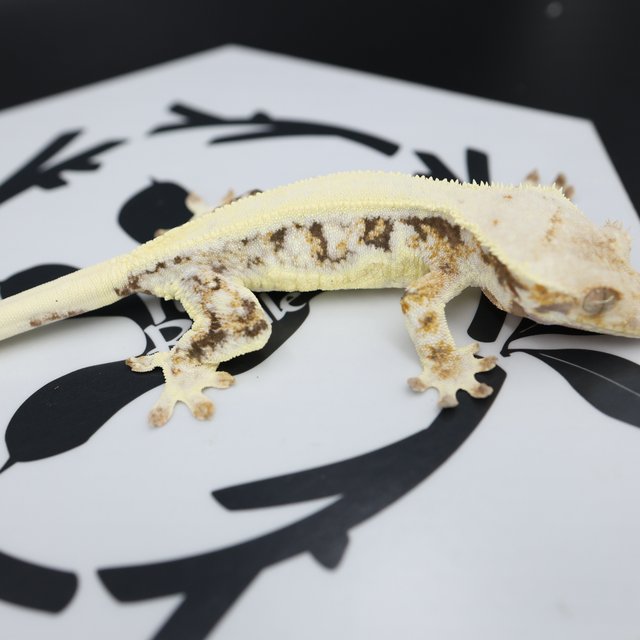 Lilly White Drippy White Spot Full Pinstripe White Pin