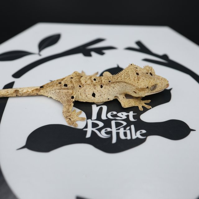 Dalmatian Super Dalmatian Normal