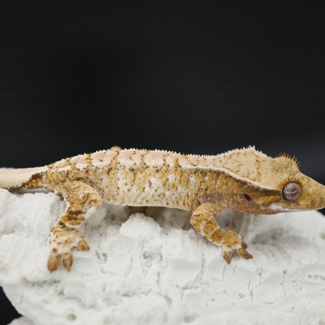 트라이 익스트림할리퀸 화이트스팟 드리피 화이트크라운 화이트핀